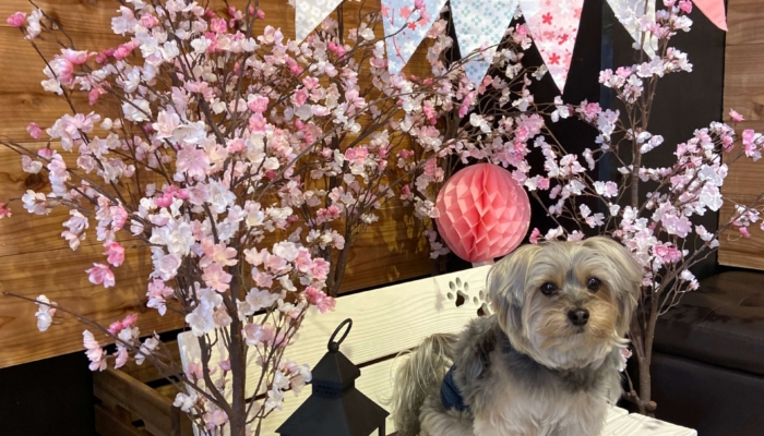 West Dog Park（福生市）