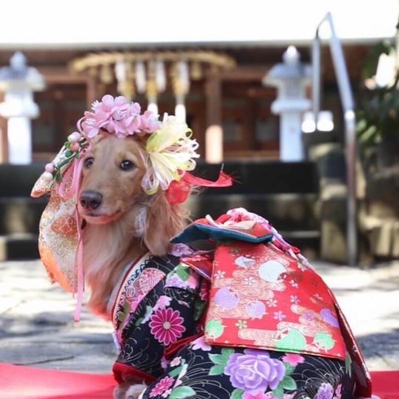 わんこ堂_いぬのまどぐち