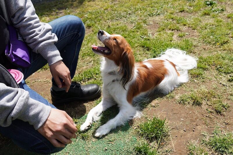 Doggy　Life