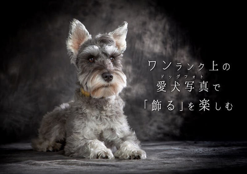 いぬのまどぐち