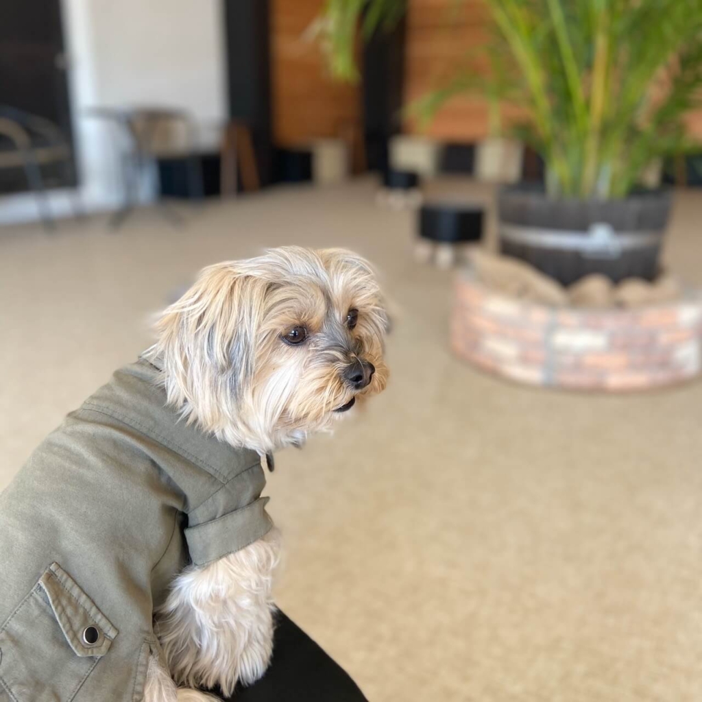 West Dog Park（福生市）