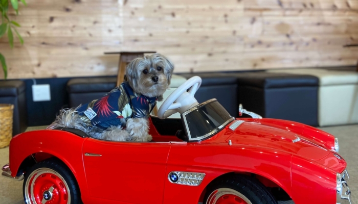 West Dog Park（福生市）
