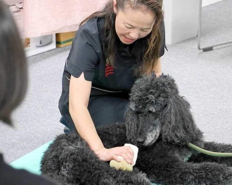 SMILEDOG齋藤まゆみ