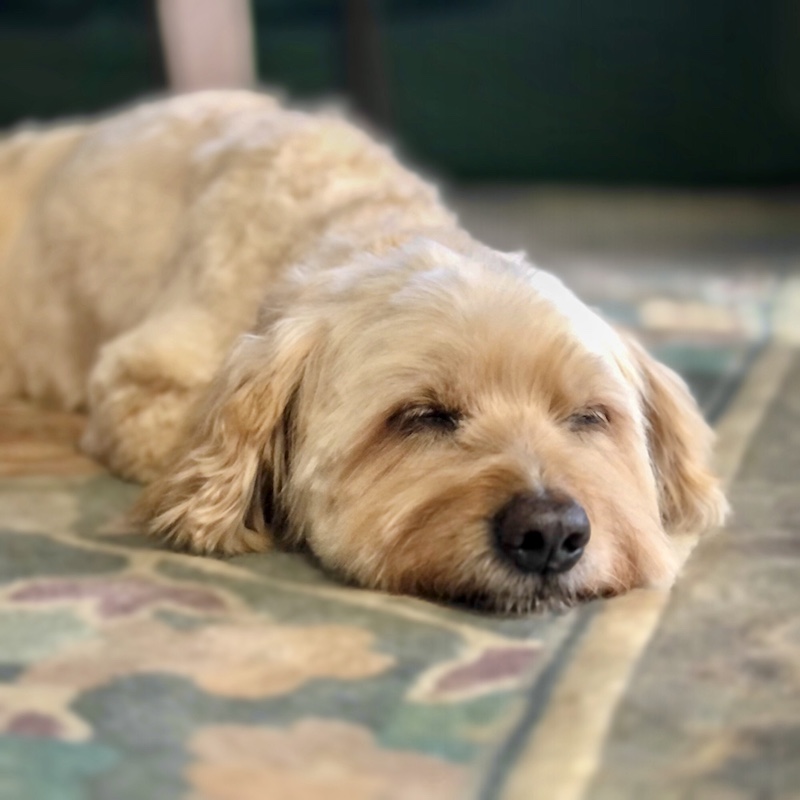 犬と、人と、〈出張トリミング専門〉