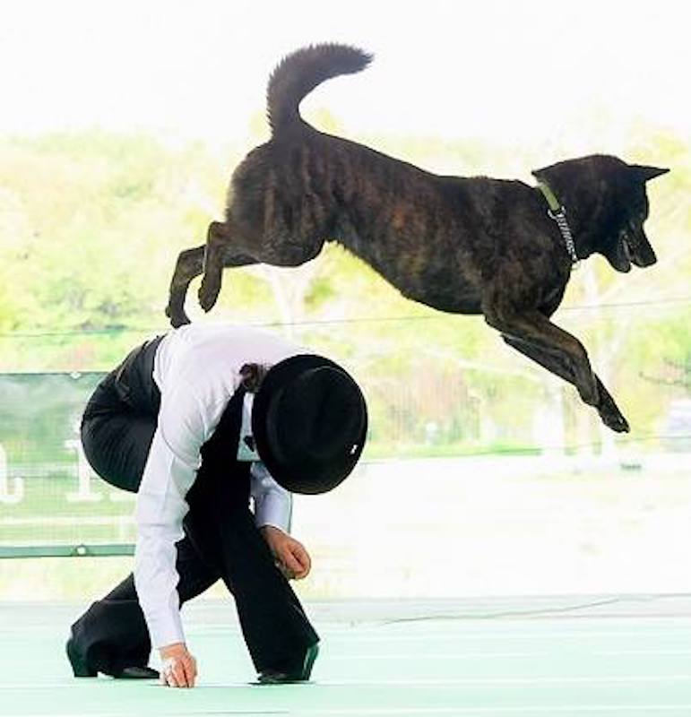 ワンステップ_いぬのまどぐち